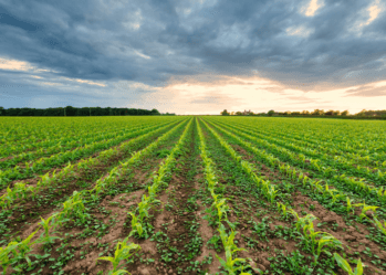 Top 10 BSc Agriculture Colleges in India