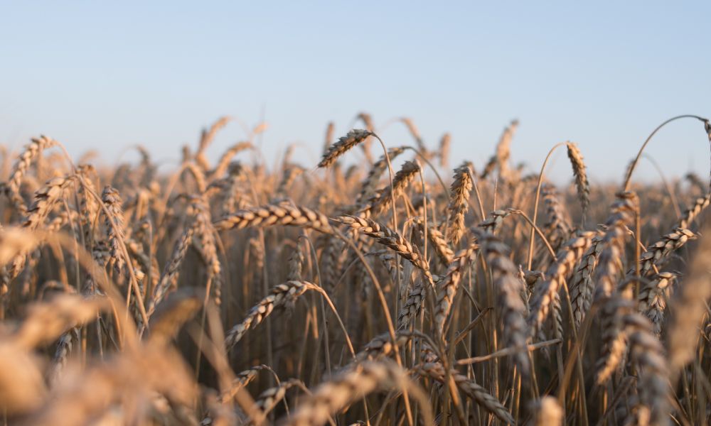 Top BSc Agriculture Colleges in Haryana 