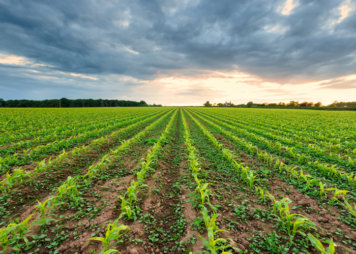 Top 20 Agriculture Colleges in India in 2024: 2024 NIRF
