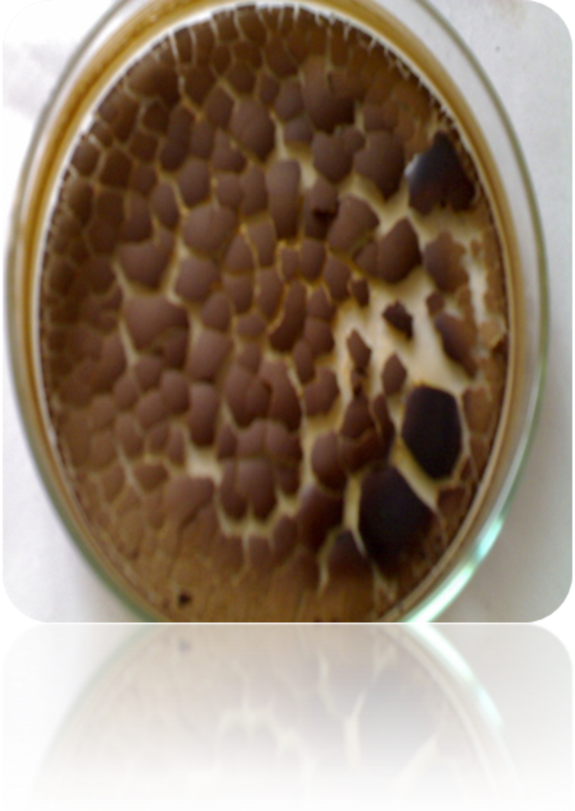 IIT Guwahati researcher