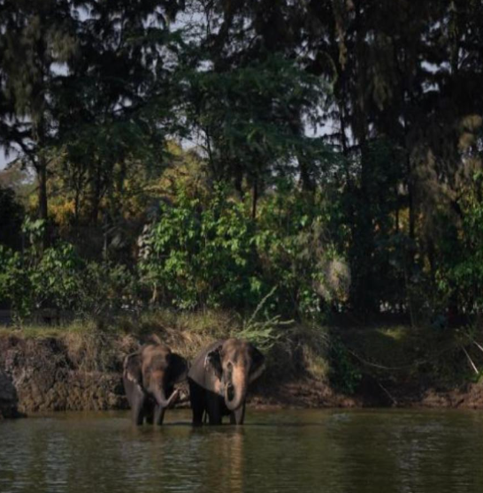 Vantara A Sanctuary Takes Root.....