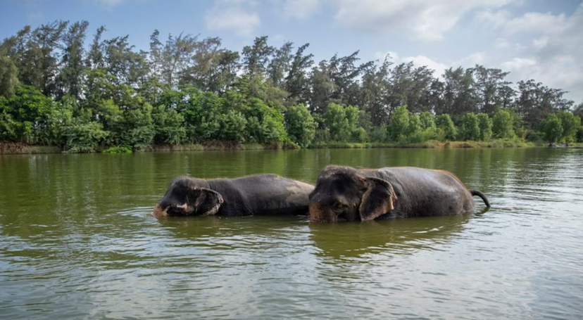 Anant Ambani&#039;s Vantara: 3,000 Acres of Wildlife Rescue, Education &amp; Sustainability