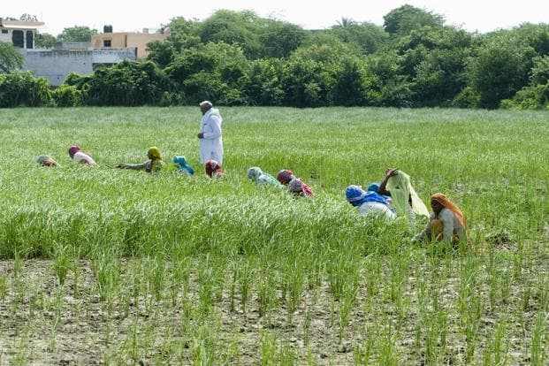 More Agriculture courses get professional status