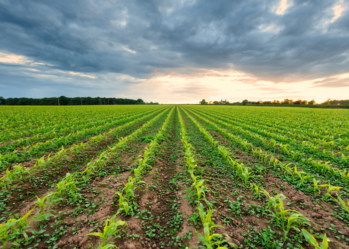 Top 10 BSc Agriculture Colleges in India