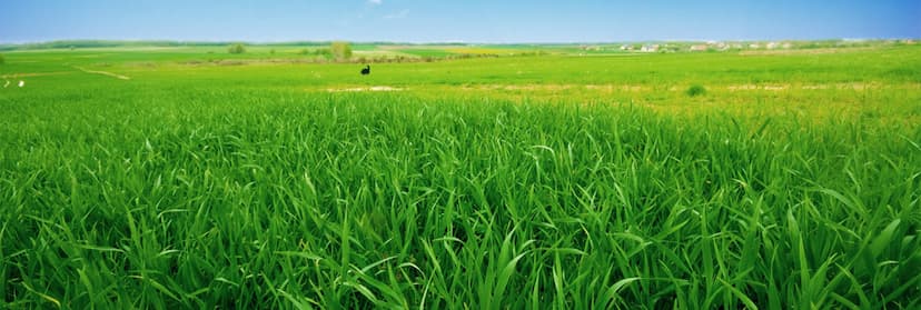 Top 10 BSc Agriculture Colleges