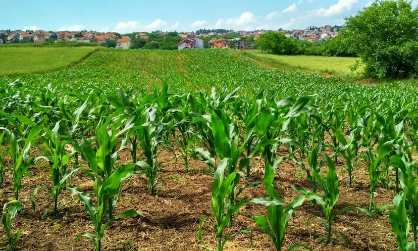 Top BSc Agriculture Colleges in Uttar Pradesh