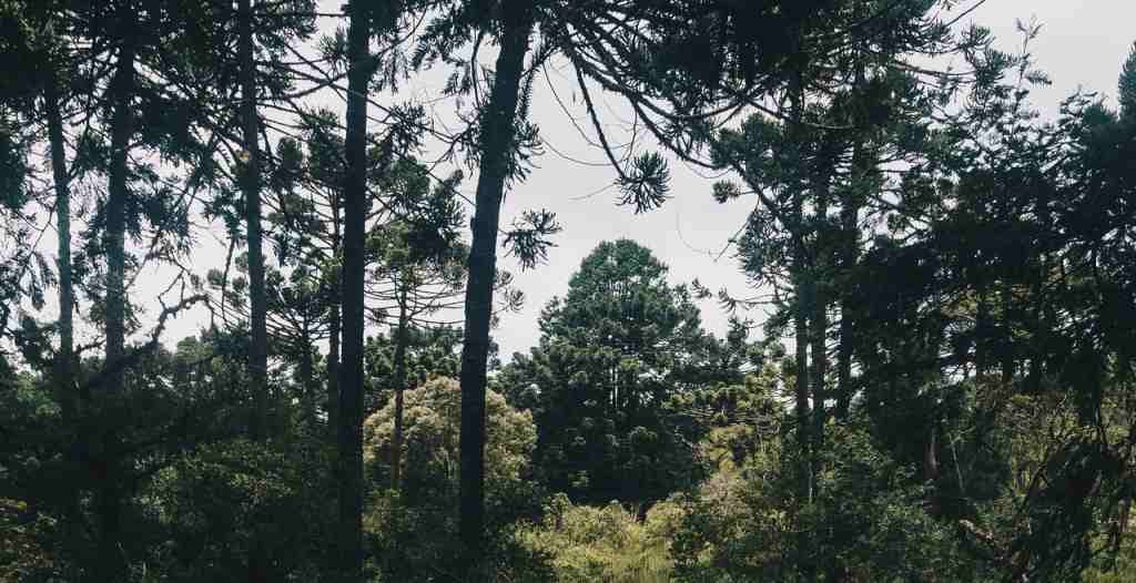 HPPSC Range Forest Officer: Apply till great April 19 HPPSC Range Forest Officer: Apply till great April 19