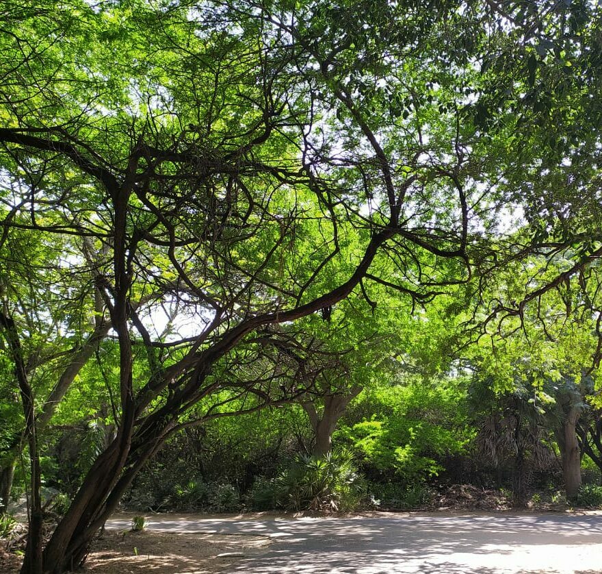 IIT Madras Faculty